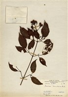 藏品(披針葉茉莉花)的圖片